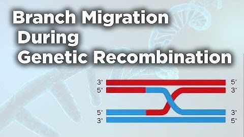 Branch Migration During Genetic Recombination | Generalized Recombination