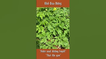 Khổ qua rừng – Loài cây giúp người tiểu đường ổn định đường huyết!