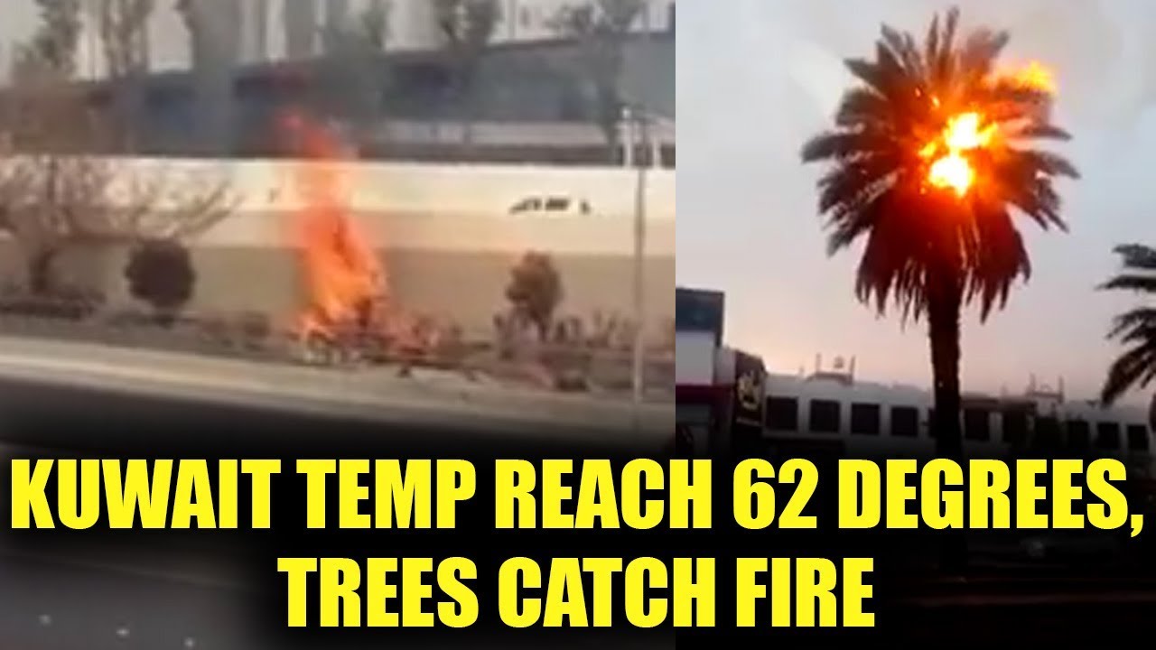 Kuwait Witness 62 Degrees Celsius Temperature, Trees And Bushes Catch Fire, Watch | Oneindia News