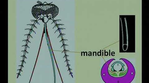 Mouthparts of Insects Part 3