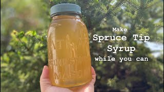 Spruce Tip Syrup 🌲 | Stovetop Method