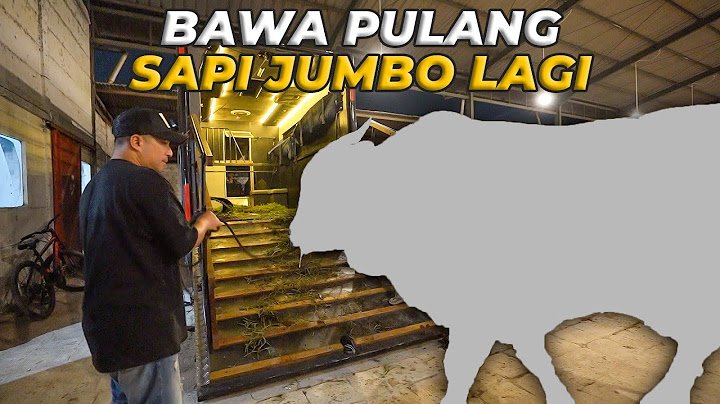 BAWA PULANG LAGI SAPI JUMBO DARI SETIA FARM JAWA BARAT!
