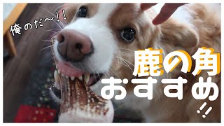 【鹿の角】犬のデンタルケアで鹿の角ってどうなの？