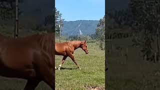  Lucky Jay Bar  Garanho Do Haras Amendoeira Ranch Quarto De Milha