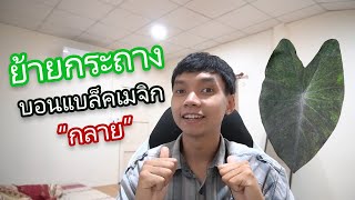 ลองปลูก EP.1 เปลี่ยนกระถางบอนแบล็คเมจิกกลาย