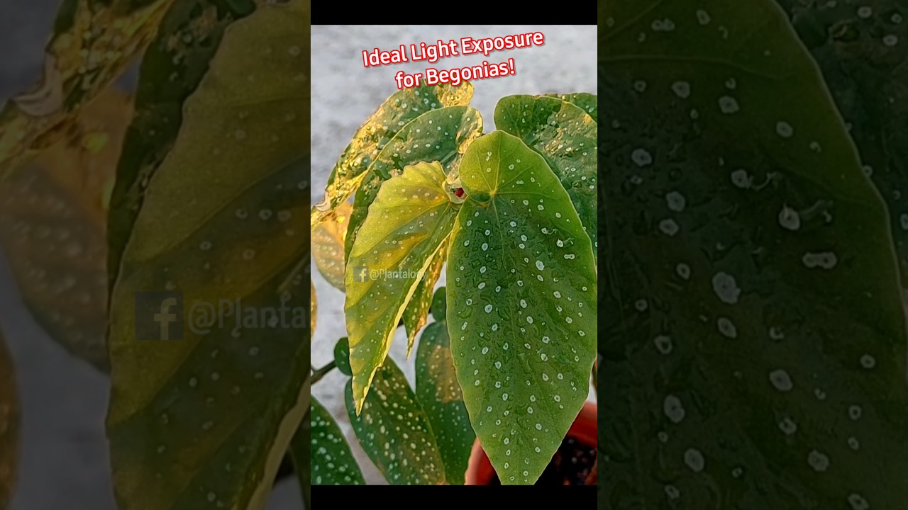 How Much Sunlight Exposure Begonia Plant Needs? - Begonia Plant Care Indoor