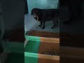 наша симейная собака Zoo сребенком семьявместе собака наша симейная собака Zoo сребенком семьявместе собака