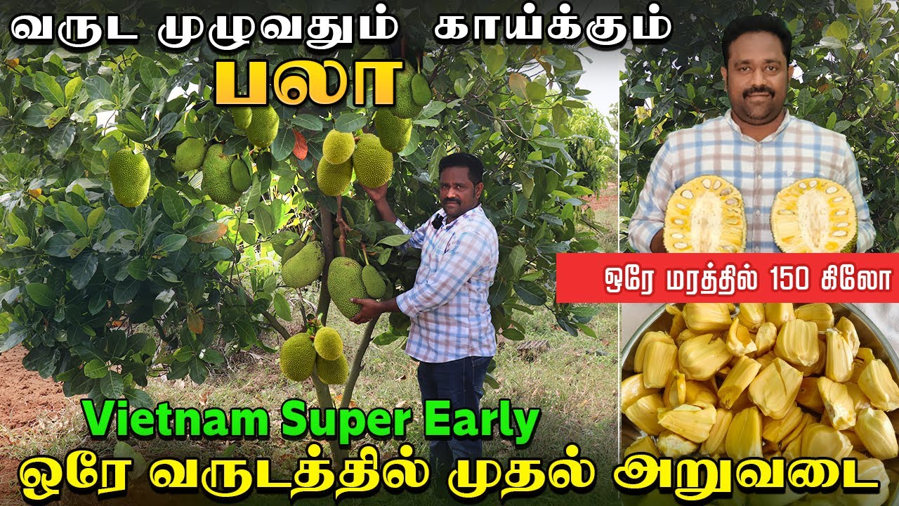 வருடம் முழுவதும் காய்க்கும் பலா | ஒரே மரத்தில் 150 கிலோ #earlybirdplantnursery #farmingbusiness