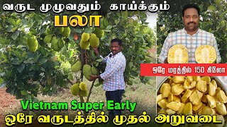 வருடம் முழுவதும் காய்க்கும் பலா | ஒரே மரத்தில் 150 கிலோ #earlybirdplantnursery #farmingbusiness