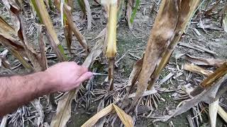 Checking Stalk Strength for harvest! | Season 1 Episode 11