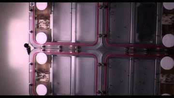 Space Ants In Space Work Hard To Move In Microgravity   Video