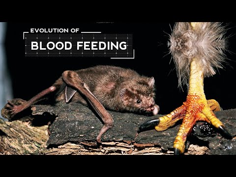 How Vampire Bats Evolved to Feed Only on Blood