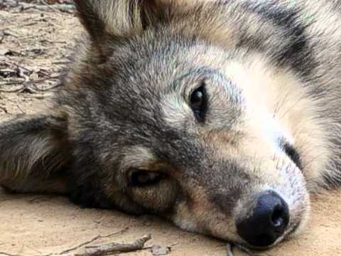 Wolf Howl Animal Preserve