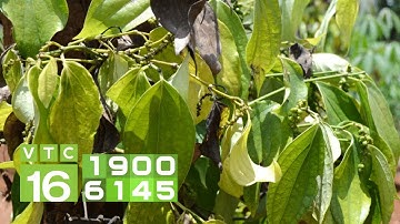 Khắc phục cây tiêu có hiện tượng vàng, rụng lá I VTC16