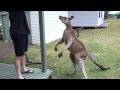 Big Eastern Grey Kangaroo