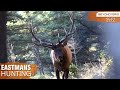Giant Bull Up Close!! Bow Hunting Elk on Public Land in 4K