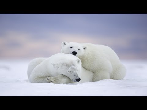 Video: Šta Jedu Polarni Medvjedi?