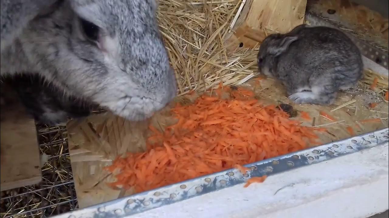 Почему крольчиха съедает крольчиха. Маленькие крольчата кушают.