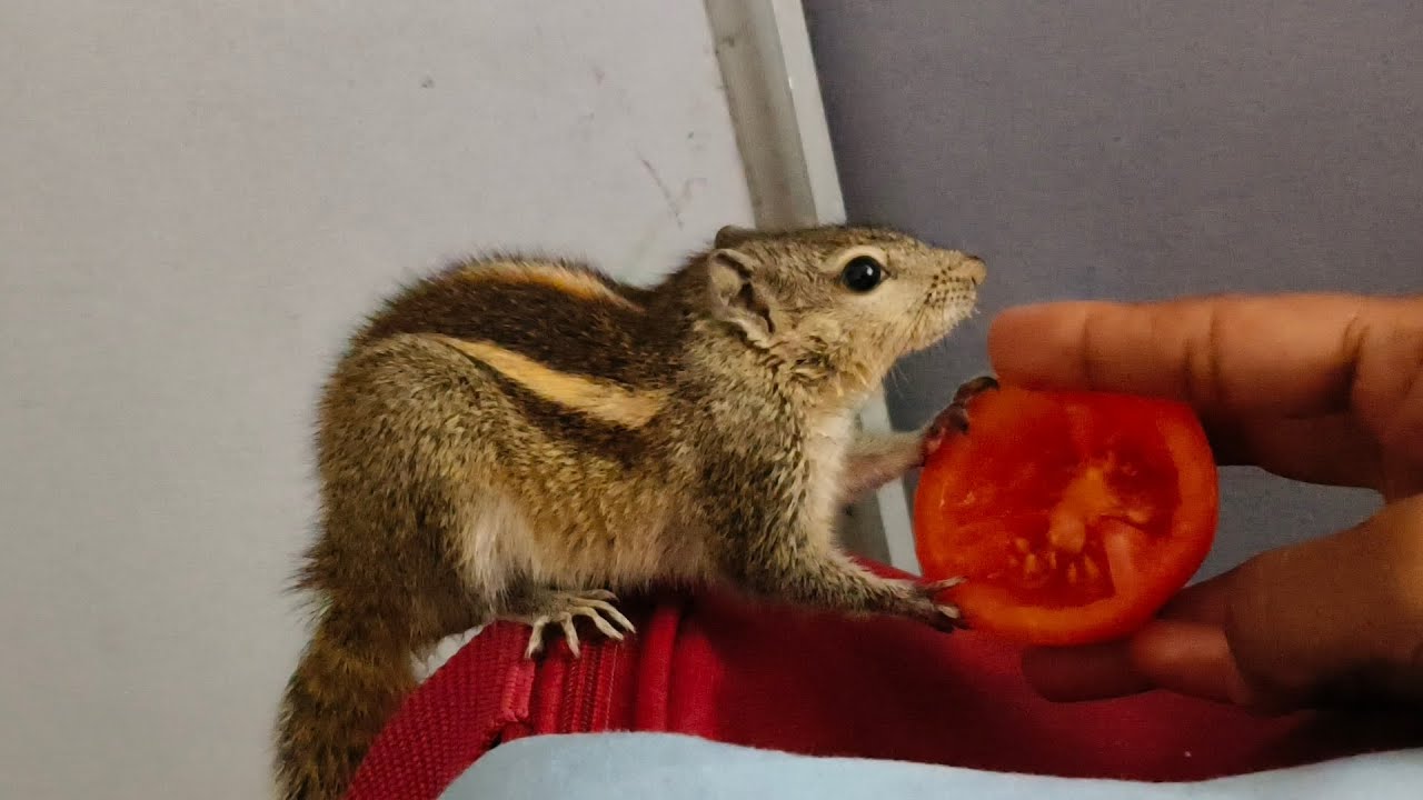 squirrel love, tomato 🍅🍅 eading squirrel boy 😘🐿️🐿️🥰💕 squirrel pets 