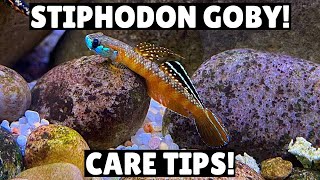 5 Things You NEED Know Before Keeping Stiphodon Gobys!