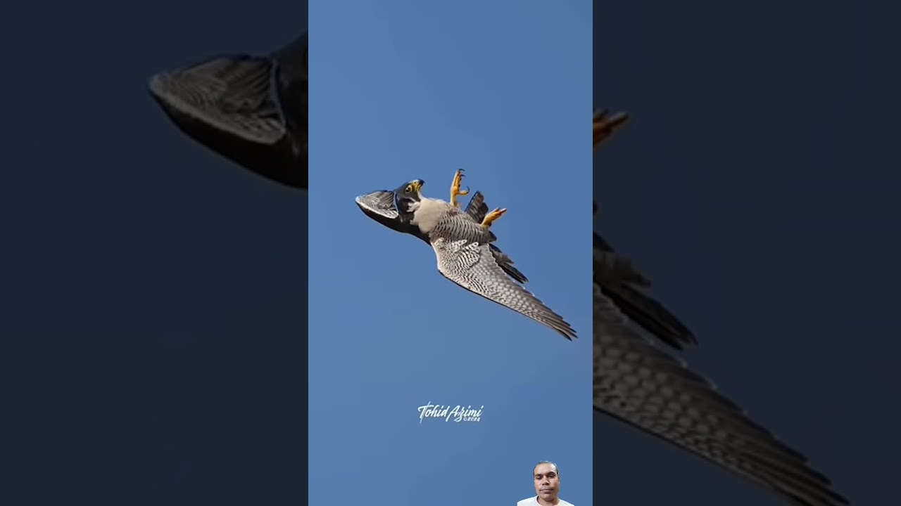 The Jet Fighter Bird 