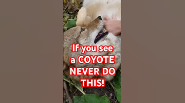 Als u een COYOTE ziet, doe dit dan NOOIT!