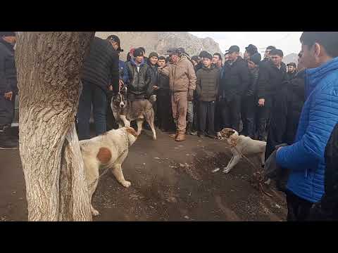 Video: Кандай иттердин көлөмү кичинекей