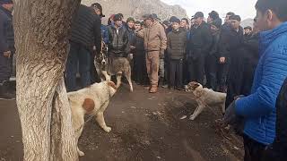 Ит Базар Ош Жапалак. ЖЫЛКЫ БААСЫНДАГЫ АЛАБАЙЛАР