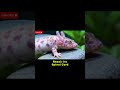 Axolotl Explained: The Regenerating Salamander That Never Grows Up