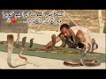 استعراض الموت ابراهيم كوبرا مع ثعابين الكوبرا