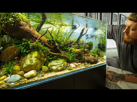 His best aquascape