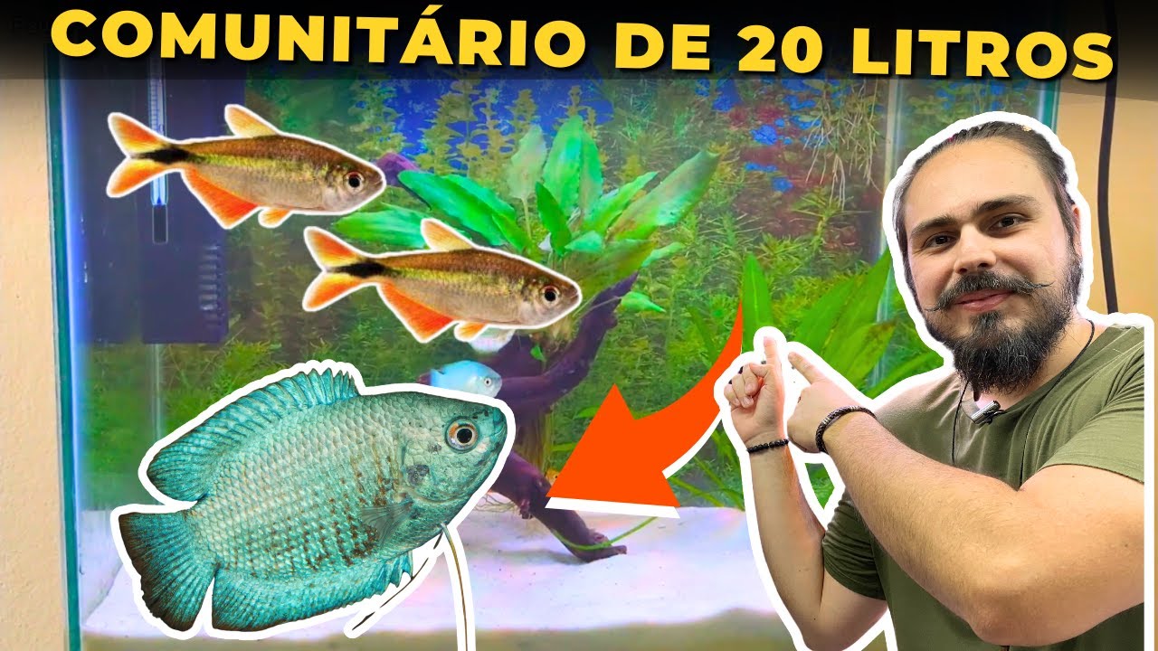 🔴O AQUÁRIO COMUNITÁRIO DE 20 LITROS DO EVERTON |Mr. Betta|