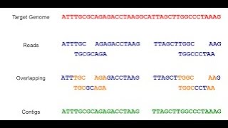 Sequence Alignment || sequence alignment in bioinformatics || Basics of Sequence Alignment