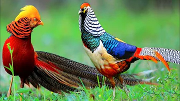 Beautiful Birds Singing Golden Pheasants and Wading Wildlife Documentary - amazing