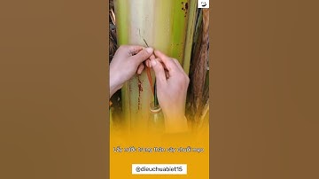 Mẹo lấy nước trong thân cây chuối #shortvideo