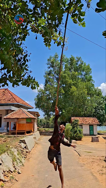 golden kutilang bird #shortvideo