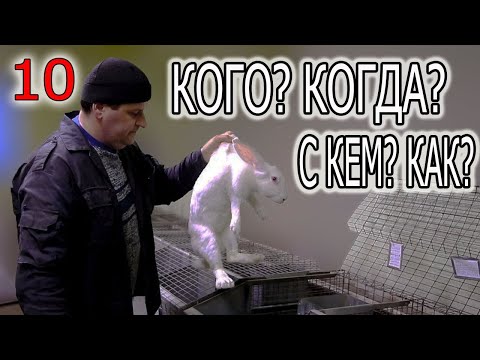 СЛУЧКА КРОЛИКОВ. ВСЕ ЧТО ВЫ ДОЛЖНЫ ЗНАТЬ: ВОЗРАСТ, ВЕС, ГРАФИК, ВРЕМЯ.