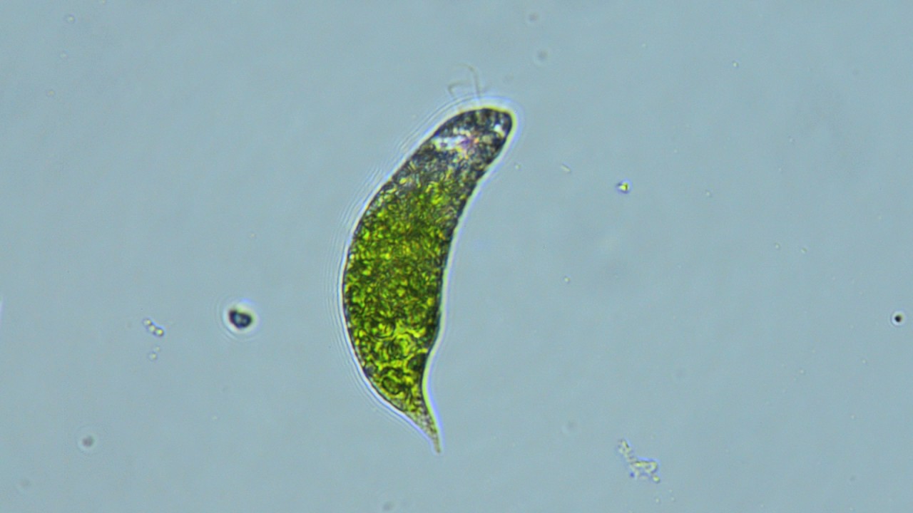  Euglena  Species An Algal bloom Organism  Capable of Killing 
