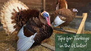 Tips For Turkeys in the Winter!