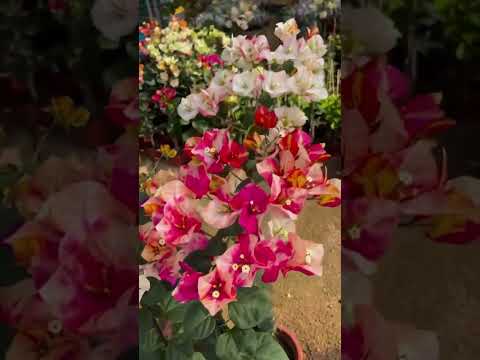 Beatifulnature Beautifulflower Https Www Facebook Com Share R 1Jym4UeAhD