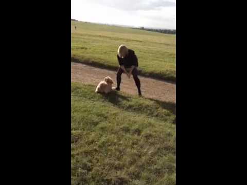 Video: Suns Neitering Atgūšana