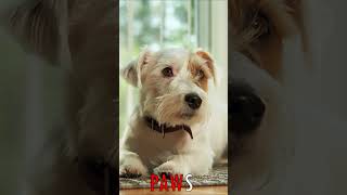 #PAWS  Intense Stares: Captivating Jack Russell's Contemplation on the Floor