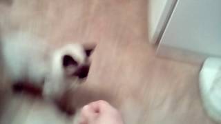Кошка приносит фантик как собака.Смотреть всем ржачь. Кошка приносит фантик как собака.Смотреть всем ржачь.
