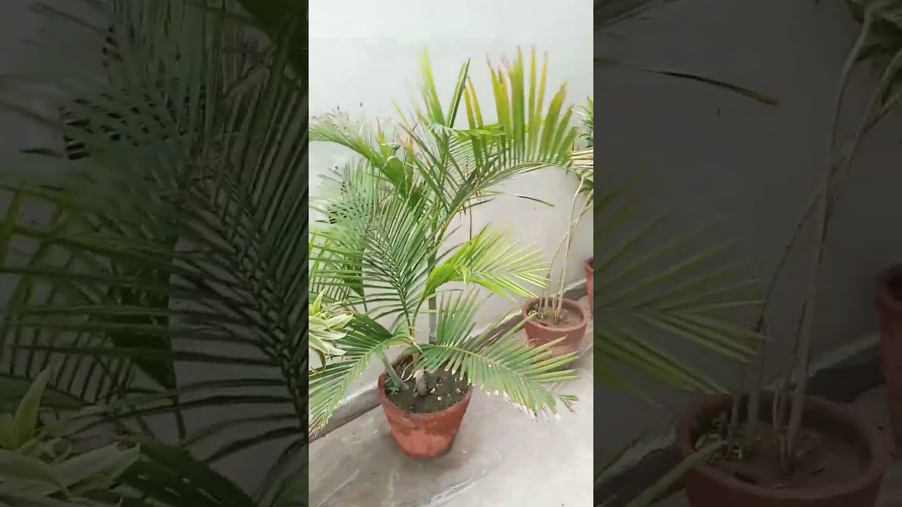 Tu hi rub tu hi dua tu rehnuma 