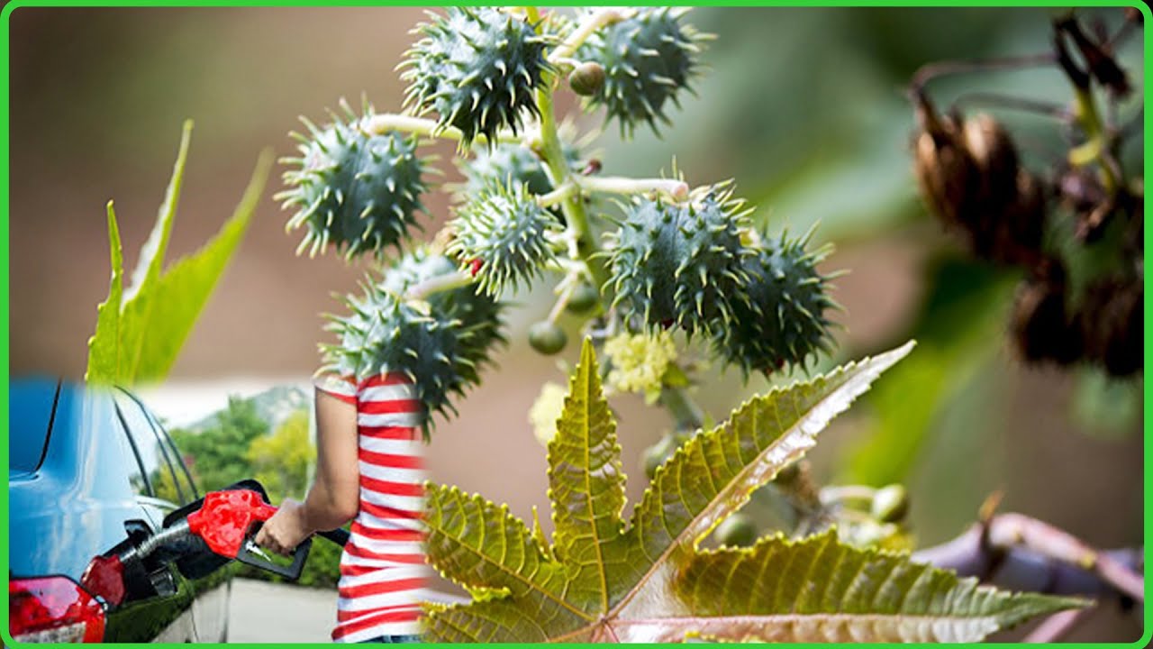 Ikibonobono igiterwa kije guhindura ubuzima bw'Abarundi.