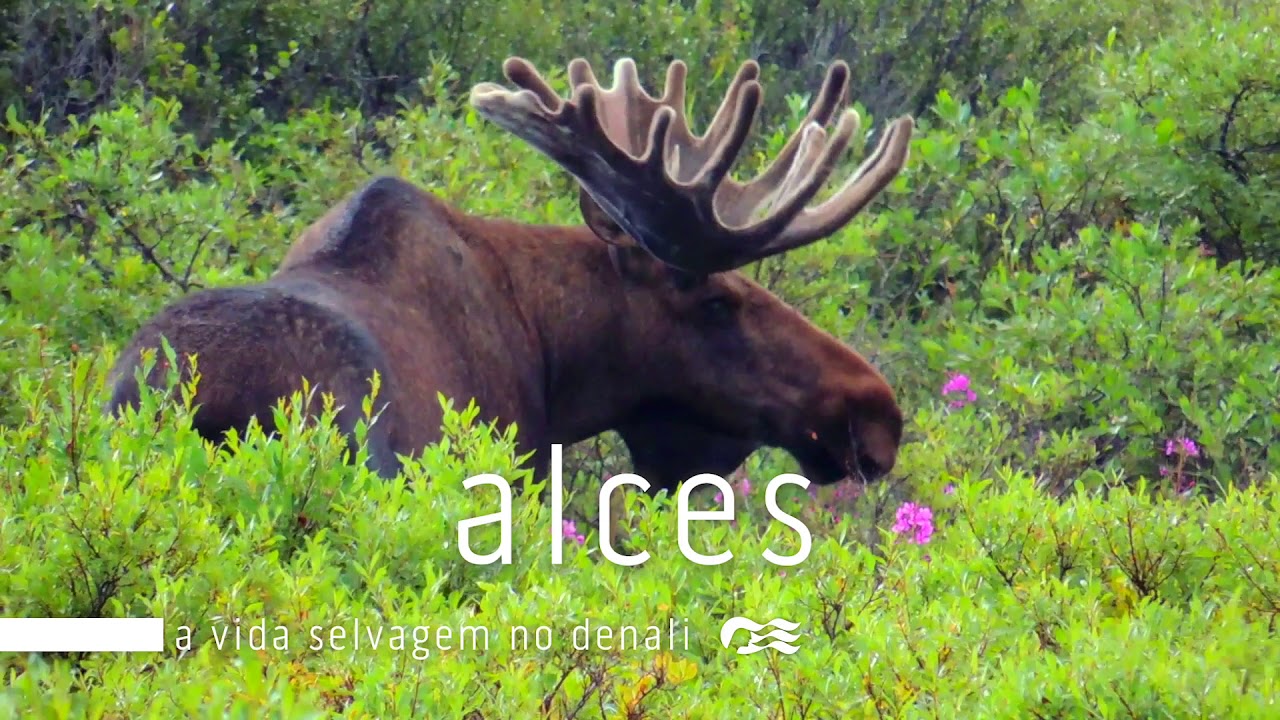 Princess Cruises –  Vida selvagem do Alasca