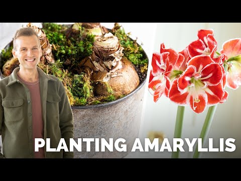 Vídeo: Staking Amaryllis Plants - Consells sobre suport per a les flors d'Amaryllis
