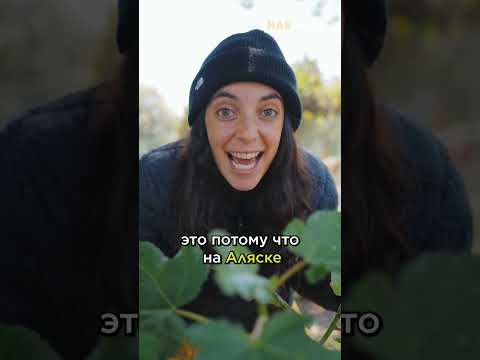 Страна гигантских овощей