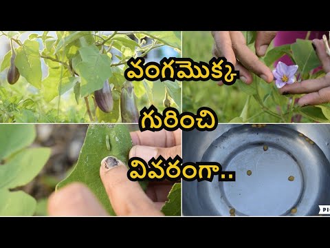 వంగ మొక్క(Egg Plant )Complete Guide...