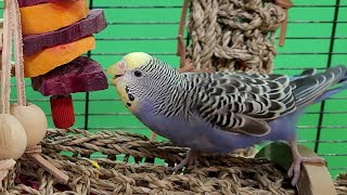 Budgie Sounds